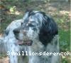 Tenor