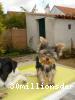 Calie
