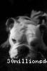 profil de IgorBull